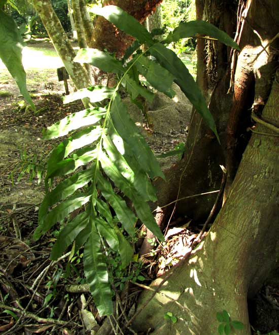 PHLEBODIUM DECUMANUM, frond