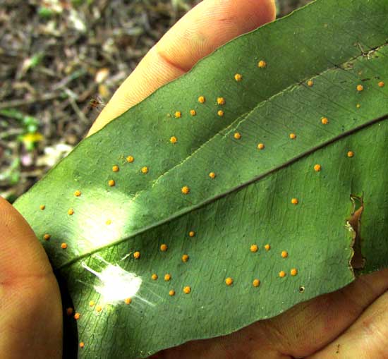 PHLEBODIUM DECUMANUM, sori