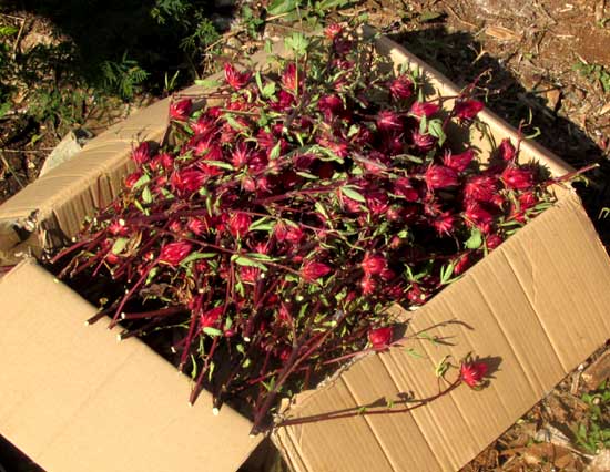 Roselle, HIBISCUS SABDARIFFA, box of calyxes from a single plant