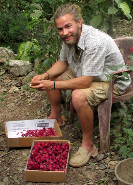 Roselle, HIBISCUS SABDARIFFA, removing fruits from calyxes