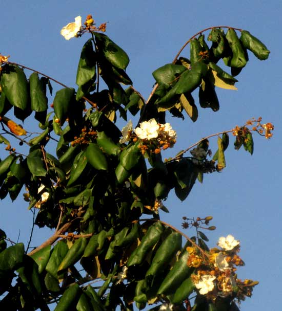 LUEHEA SPECIOSA, flowers and leaves