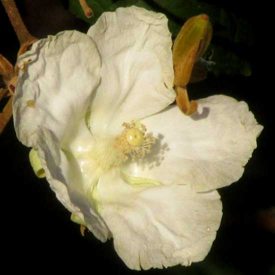 LUEHEA SPECIOSA, flower