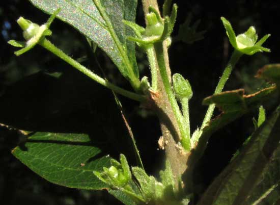 ADELIA BARBINERVIS, flower cluster