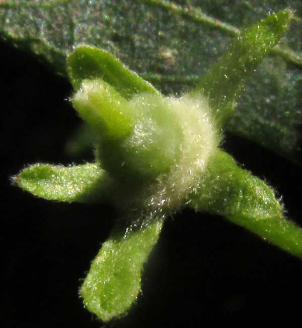 ADELIA BARBINERVIS, female flower