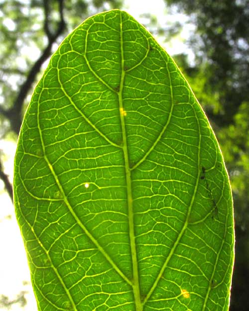 ADELIA BARBINERVIS, leaf venation