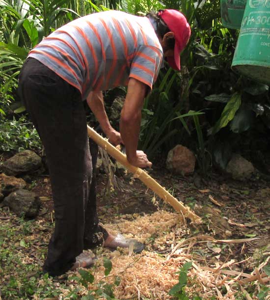 making ax handle from CORDIA ALLIODORA