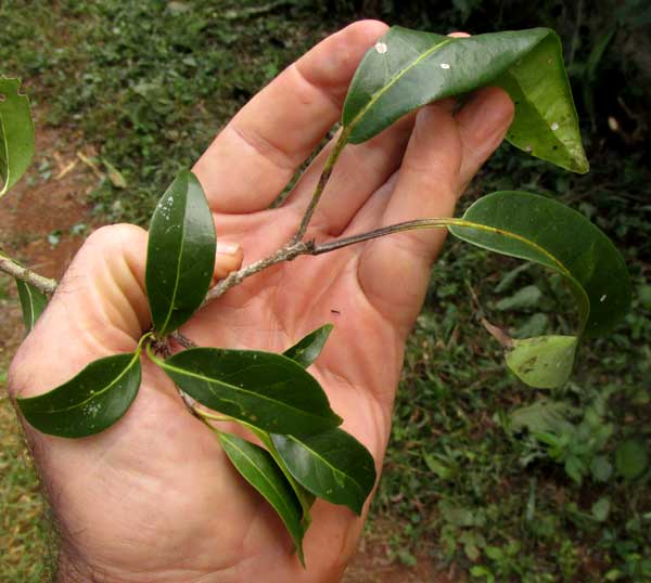 CORDIA ALLIODORA, leaves