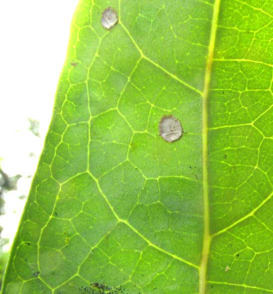 CORDIA ALLIODORA, venation