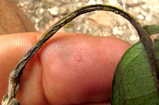 CORDIA ALLIODORA, petiole