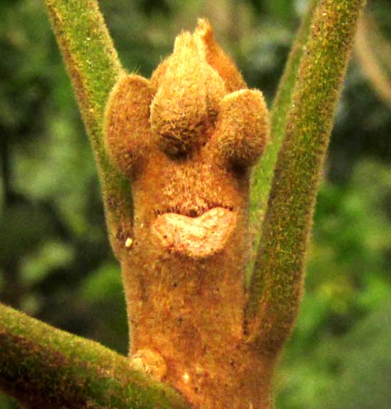 TRICHILIA HIRTA, hairy twig tip, buds and petioles