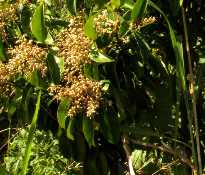 Marlberry, ARDISIA ESCALLONIOIDES