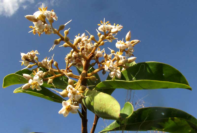 Marlberry, ARDISIA ESCALLONIOIDES, inflorescence