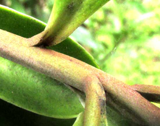 Marlberry, ARDISIA ESCALLONIOIDES, stem and leaf bases