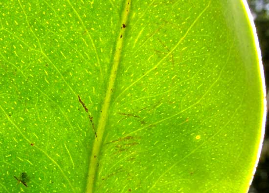 Marlberry, ARDISIA ESCALLONIOIDES, pellucid steaks and dots in leaf