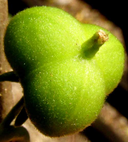 ADELIA BARBINERVIS, fruit