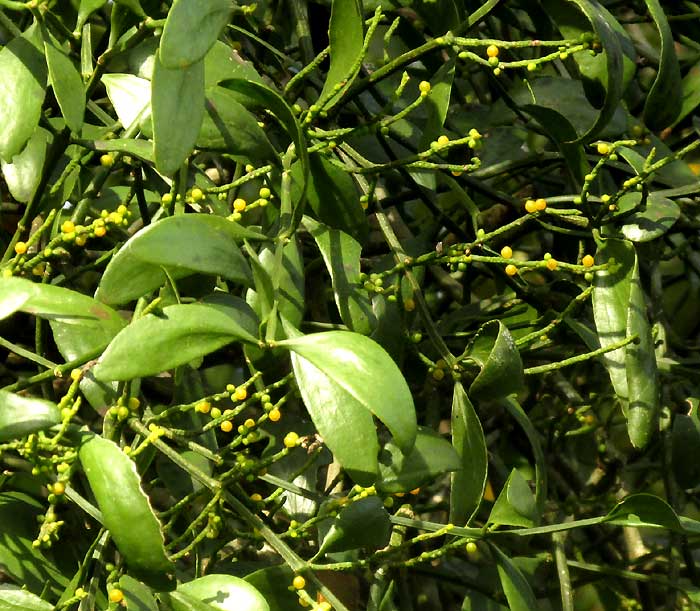 PHORADENDRON QUADRANGULARE, leaves & fruits