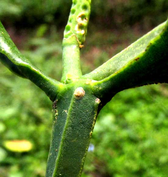 PHORADENDRON QUADRANGULARE, angular stems