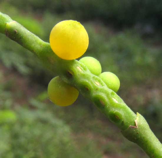 PHORADENDRON QUADRANGULARE, fruit