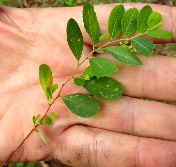 PHYLLANTHUS AMARUS