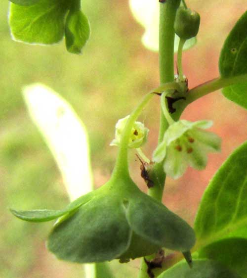 PHYLLANTHUS AMARUS, flowers