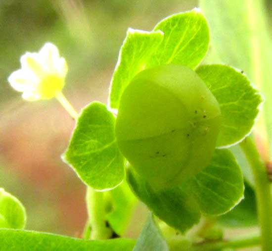 PHYLLANTHUS AMARUS, female flower with near-ripe ovary