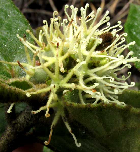 CROTON CHICHENENSIS, female flowers