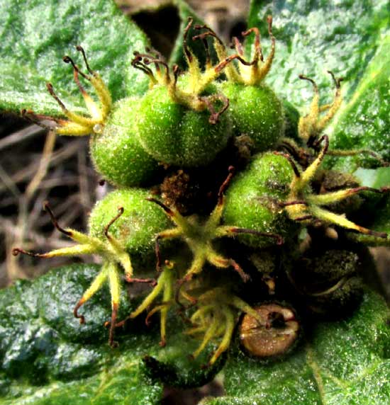 CROTON CHICHENENSIS, mature female flowers