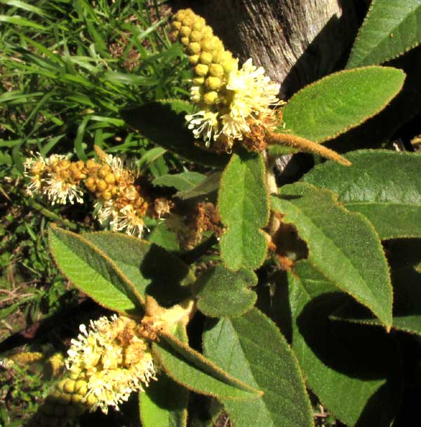 CROTON CHICHENENSIS, male flowers