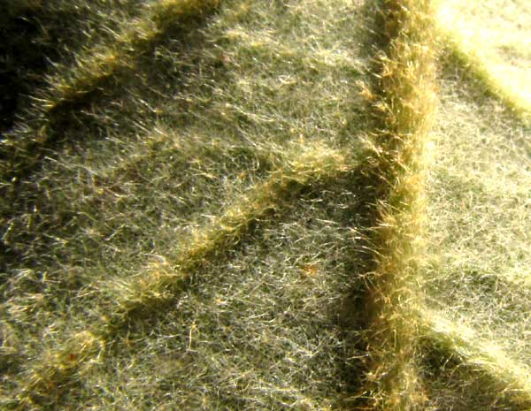 CROTON CHICHENENSIS, hairy leaf underside