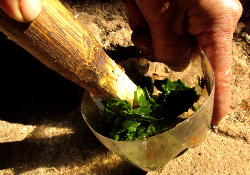 mashing medicinal herbs