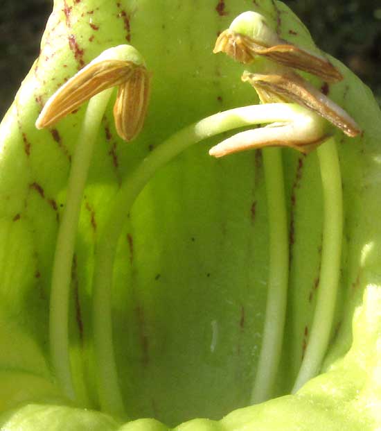 Cow Okra, PARMENTIERA ACULEATA, stamens