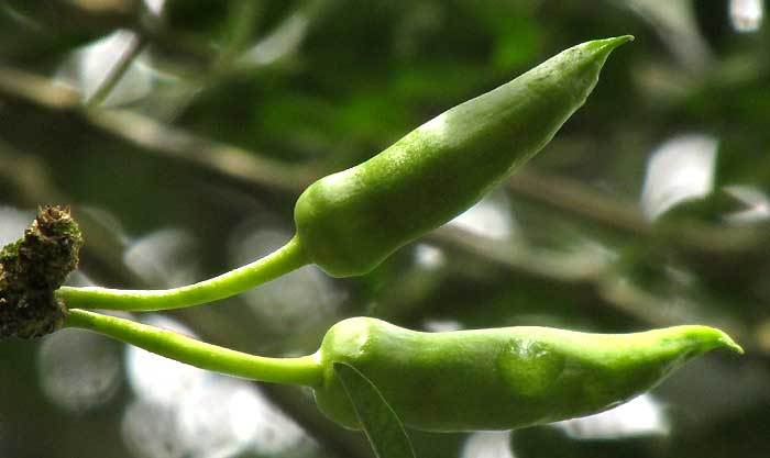 Cow Okra, PARMENTIERA ACULEATA, flower buds