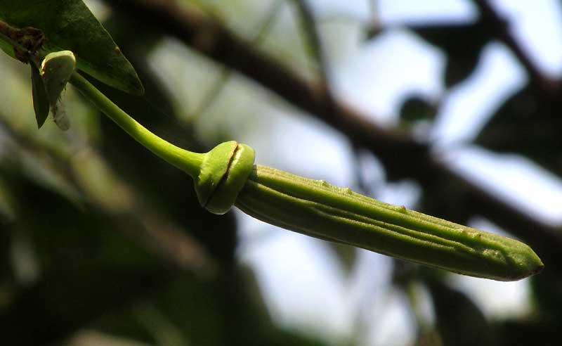 Cow Okra, PARMENTIERA ACULEATA, maturing ovary