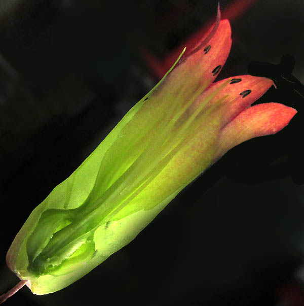BRYOPHYLLUM PINNATUM, longitudinal section of flower