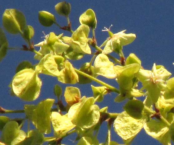 GYMNOPODIUM FLORIBUNDUM, flowers