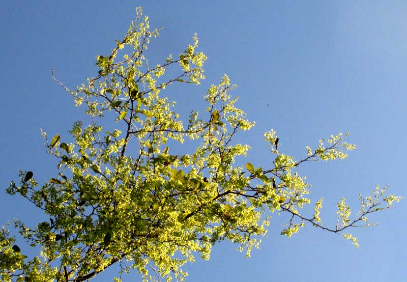 GYMNOPODIUM FLORIBUNDUM, branches in full flower