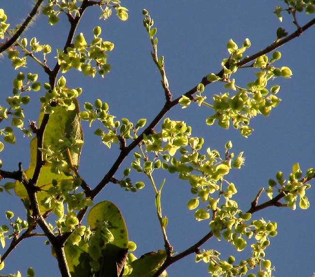 GYMNOPODIUM FLORIBUNDUM, branches with flowers