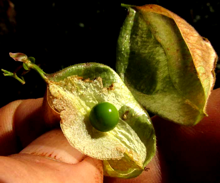 Balloon-Vine, CARDIOSPERMUM CORINDUM, seed inside bladder