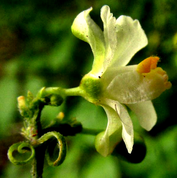 Balloon-Vine, CARDIOSPERMUM CORINDUM, flower side view