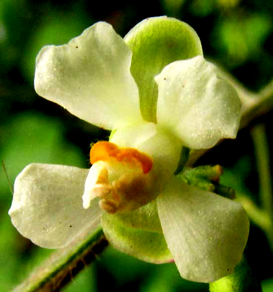 Balloon-Vine, CARDIOSPERMUM CORINDUM, flower front view