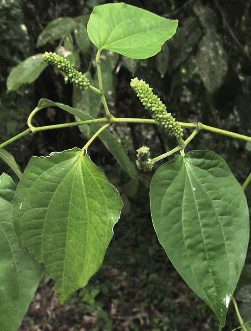 Rough-leaved Pepper, PIPER AMALAGO, spike and leaves