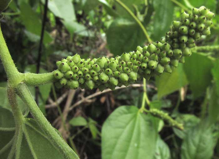 Rough-leaved Pepper, PIPER AMALAGO, spike with immature fruits