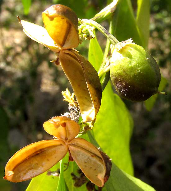 ADELIA BARBINERVIS, capsules open