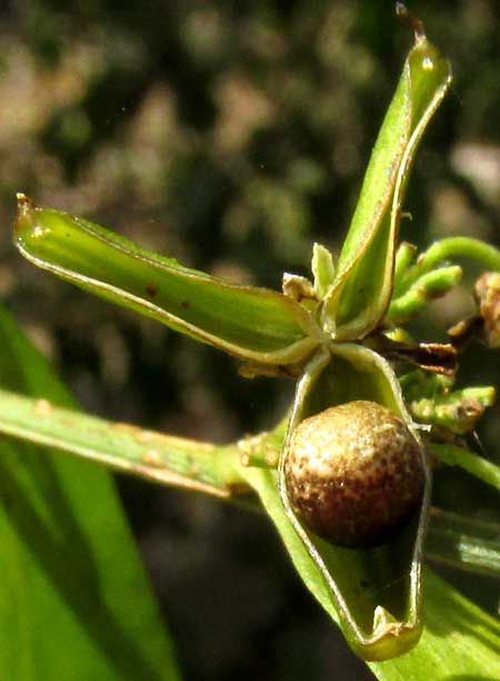 ADELIA BARBINERVIS, capsules open with one seed remaining