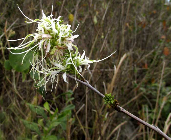 Cowfoot, BAUHINIA DIVARICATA, flowers clustered at branch tip