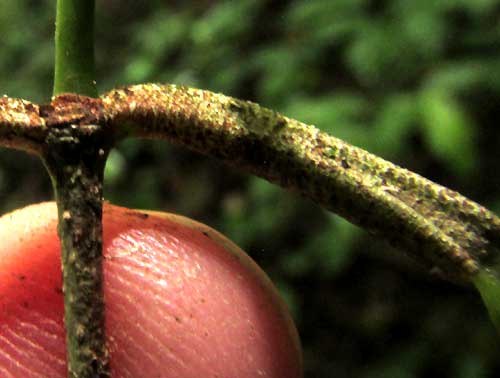 RINOREA GUATEMALENSIS, petiole