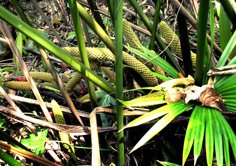 Panama Hat Plant, CARLODOVICA PALMATA, several fruiting structures