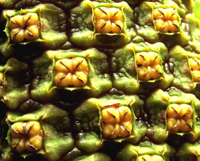 Panama Hat Plant, CARLODOVICA PALMATA, fruiting structure surface close-up