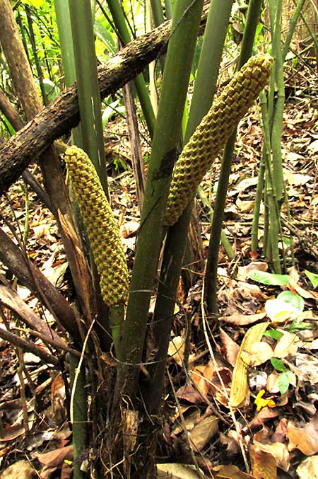 Panama Hat Plant, CARLODOVICA PALMATA, fruiting structures