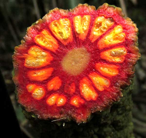 Panama Hat Plant, CARLODOVICA PALMATA, fruiting structure cross section showing seeds in multiple fruits